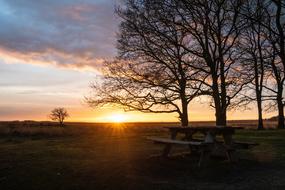 incredible Sunset Bench Trees