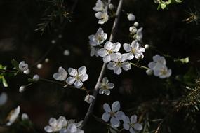 White Casey Flowers