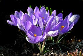 incredible Crocus Flowers