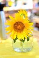 yellow sunflowers in a transparent vase