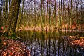 unusually beautiful Forest Trees