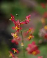 Elfenbloem Epimedium Orange flowers at spring