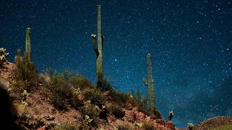 cacti in the desert against the background of the starry sky, america