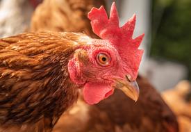 Hen Farm Outdoor