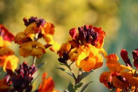 Orange and purple Wallflowers