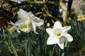 pale yellow white narcissus flowers close-up on blurred background