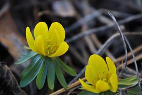 Early Spring Delicacy Yellow