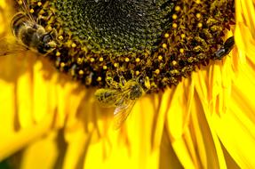small Bee Pollination Nectar