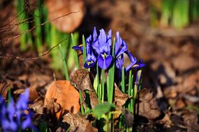 closeup view of Nettled Iris flowers