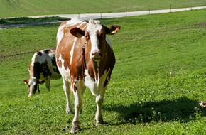 Landscape with the cute and beautiful, brown and white cows on the green meadow