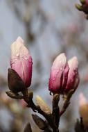 wet closed magnolia buds