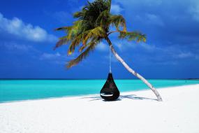Maldives Palm Tree