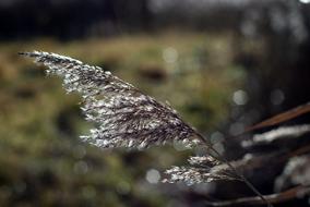 dry reed flower on the river on a blurred background