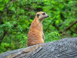 incredible Meerkat Animal Wild