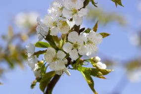 attractive Flower Blossom white