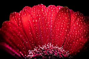 Red Gerbera petals with Dew Drops at Black background, macro