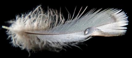 incredible Feather Plumage Bird