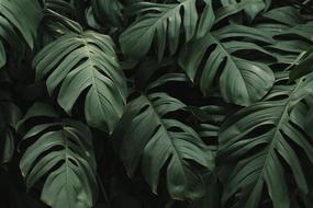 Swiss cheese plant leaves, Background