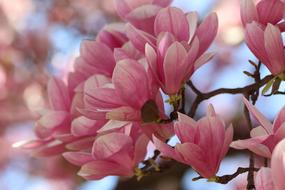 Pink Magnolia Spring