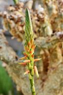 closeup view of Cactus Blossom