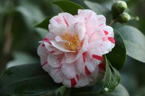 splendid Flowers