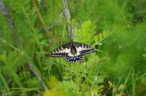 Western tiger swallowtail butterfly in wild