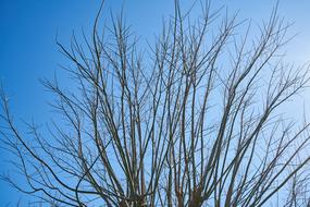 bare Tree crown at sky