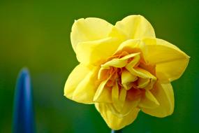incredible Spring Narcissus Daffodil