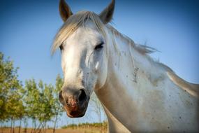 head of a white horse against a blue sky