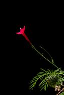amazing Kerala India Flower
