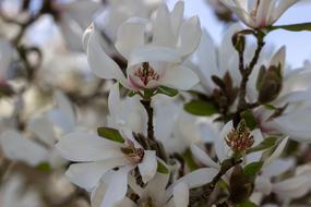 Close-up of the beautiful flowers with white flowers