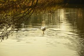 amazing Water bird
