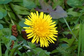 Dandelion, blooming plant