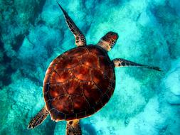 Beautiful, colorful and cute turtle, diving in the turquoise, green and blue sea