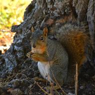 excellent Animal Squirrel