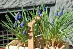 Bulbs Bloom
