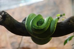 incredible Snake Green Animal