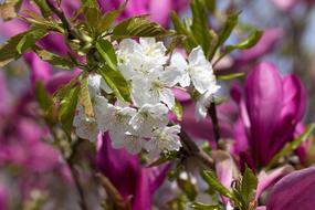 incredible Blossom white and pink