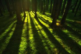 dark long shadows from trees on green Moss in forest