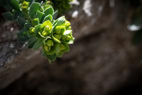 enchanting Plant Green