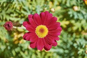 Top view of the beautiful, blooming, purple, red and yellow flower