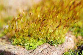 Close-up of the beautiful, colorful moss and grass on the rocks