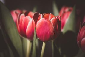 photo of red tulips in the sun