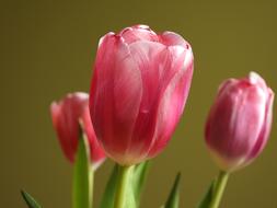 three Pink Tulips, blossoms close up