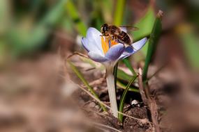 incredible Crocus Hoverfly Spring