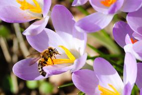 Crocus Bee