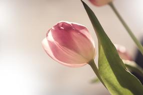 incredible pink Tulip Blossom