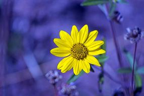 Yellow Flower at purple blur background