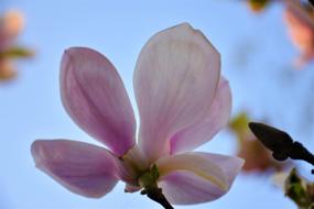 closeup view of pale purple magnolia flower
