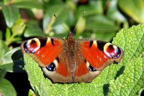 Butterfly Peacock on leaves